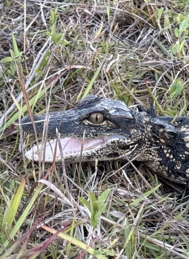 Home baby alligator 380x520