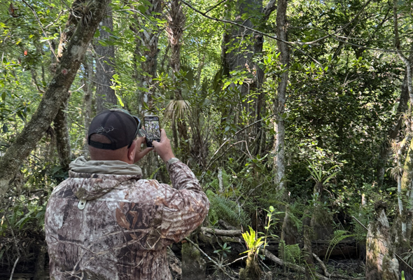 cypress ancient picture 590x400